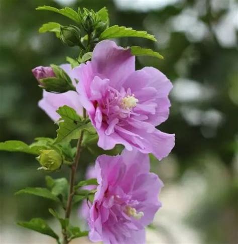 木槿种植|木槿花的种植方法是什么？种植过程中需要注意些什么？